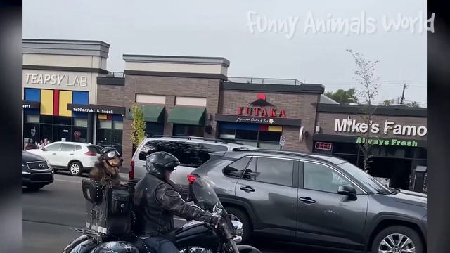 ПРИКОЛЫ С ЖИВОТНЫМИ 🤣 СМЕШНЫЕ КОШКИ 2023 И ДРУГИЕ ЖИВОТНЫЕ 😆 ПОДБОРКА ПРИКОЛОВ 😂ДО СЛЕЗ #4 смотреть онлайн