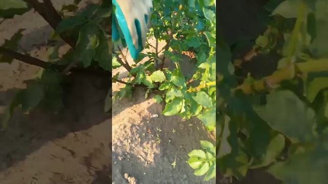 Первый картофель в 2024 году с нашего огорода в деревне. Проверяем созревание фиолетового  картофеля