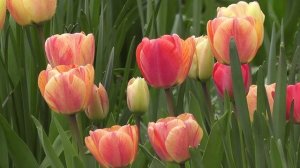 Тюльпаны .