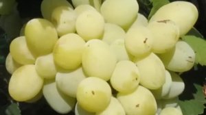 Виноградный калейдоскоп