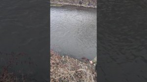 рыбалка на форель родники Осетии!!! #рыбалка #форель #родники #осетия #trout #fishing #словопацана