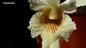 Орхидея Кохлеантес (Cochleanthes)