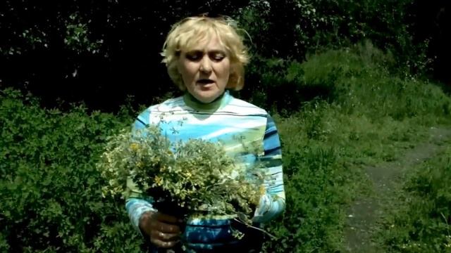 ?? КАК ЛЕЧИТЬ ЩИТОВИДКУ, УЛУЧШИТЬ РАБОТУ ПЕЧЕНИ - ЛАПЧАТКА СЕРЕБРИСТАЯ. НАРОДНАЯ МЕДИЦИНА.??
