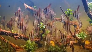 Аквариум с Альтумами от Lố Nguyễn