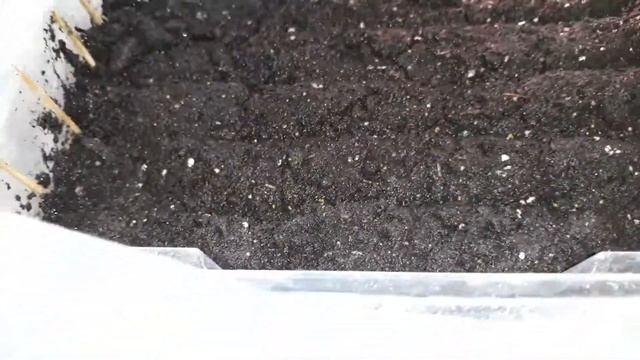 ✔?КЛУБНИКА_СЕМЕНА./МОИ ОШИБКИ ПРИ ПОСЕВЕ КЛУБНИКИ И ЗЕМЛЯНИКИ!✔НЕ ПОВТОРЯЙТЕ МОИХ ОШИБОК!?
