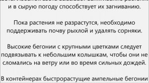 Бегония клубневая уход.Бегонии клубневые посадка и уход