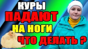 Почему куры падают на ноги. Как спасти курицу.