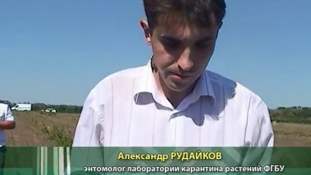 Россельхознадзор РО, Картофельная моль