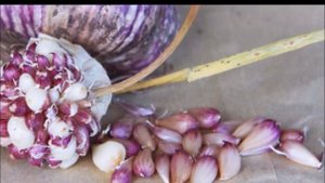 Гигантские сорта чеснока Шадейка и Жеребец: новый весенний способ посадки