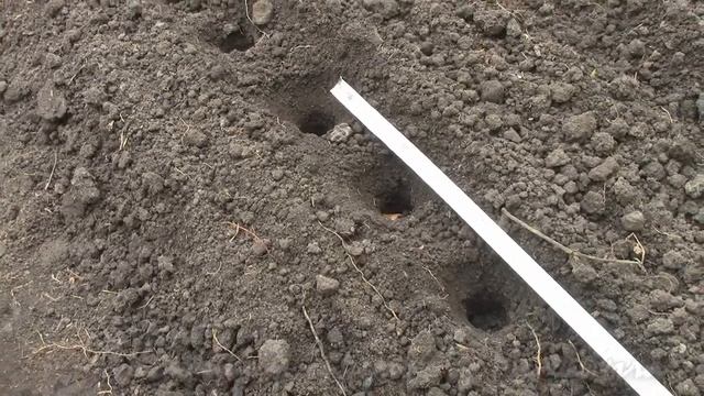 Под занавес сезона Посадка озимого Рокамболя смотреть онлайн