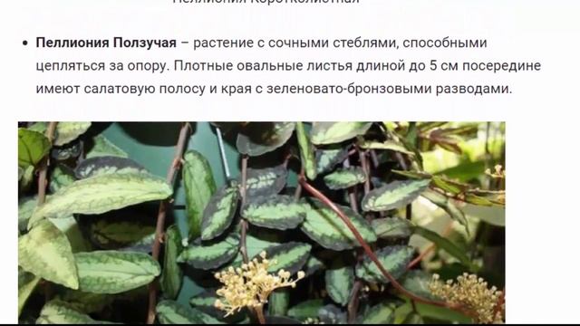 Пеллиония. Растения для дома и сада.
