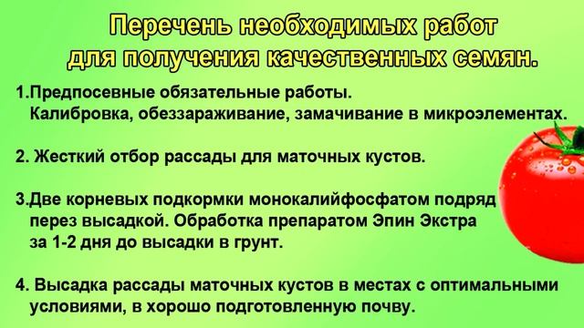 Как вырастить качественные семена томатов? Начинаем с рассады!  ШПАРГАЛКА 15