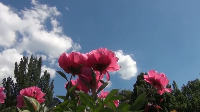 Праздник Варнавы! Что нельзя делать в этот день! Народные погодные приметы на 24 июня