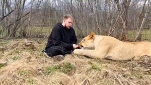 ЛЬВЫ ПРИЕХАЛИ В МОСКВУ! Начинаем новую историю жизни и помощи животным. ПАРК ЗЕМЛЯ ПРАЙДА МОСКВА
