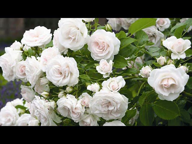 РОЗА АСПИРИН l Большой розарий смотреть онлайн