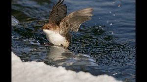 Оляпка - удивительная и единственная птица из воробьиных, способная нырять.