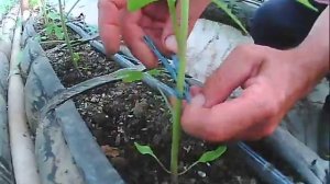 Посадка помидоров   как правильно подвязывать