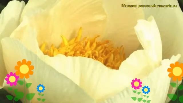 Пион молочноцветковый Эрли Глоу. Краткий обзор, описание характеристик paeonia lactiflora Early Glo смотреть онлайн