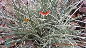 Офиопогон обыкновенный Сильвер Мист ? обзор: как сажать, саженцы офиопогона Сильвер Мист