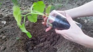 Тыква. Посадка рассады в открытый грунт