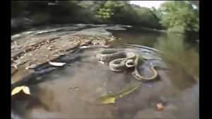 Гигантская АНАКОНДА атакует, самый большой в мире питон змеи,самые гигантские АНАКОНДЫ атаки – Шари