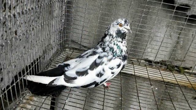 НИКОЛАЕВСКИЕ ГОЛУБИ ВЛАДА БУЧЕЛОВСКИЙ смотреть онлайн