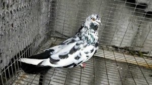 НИКОЛАЕВСКИЕ ГОЛУБИ ВЛАДА БУЧЕЛОВСКИЙ