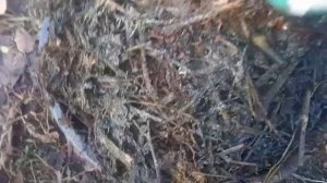 Компост из листьев в мешках. Без болезней и  вредителей!!!!