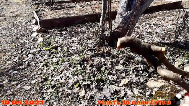 10.04.2021. Вредители на смородине. Часть 2: смородинная стеклянница ?. Малинная стеблевая галлица. смотреть онлайн