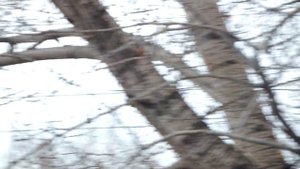 Воздушный бой: коршун vs ворона