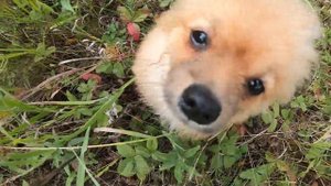 Щпиц немецкий ищет в лесу грибочки