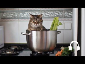 Какова кошатина на вкус? Готовим и пробуем кошатину сами