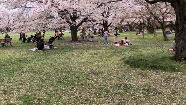 Япон сакураси. Японлар учун сакура дарахти нега бунчалик рамзий? смотреть онлайн