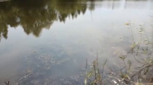 Обзор Стегаловского пруда (Долгоруковский район) Места для рыбалки в Липецкой области