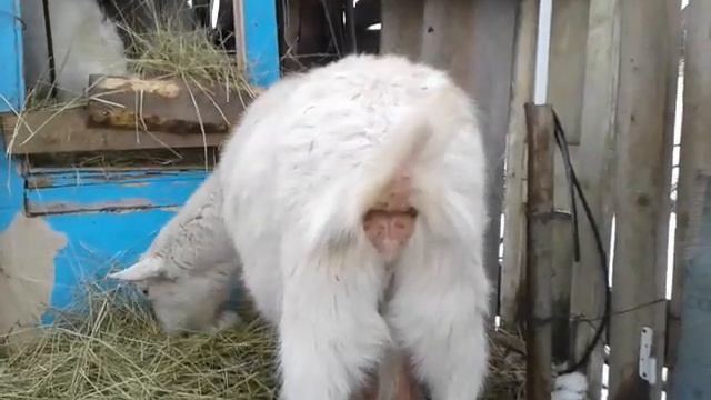 Как определить, что коза покрылась?