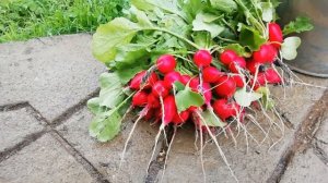 Редиска соро и дуро лучшая из всех семян, что представлены ав продаже