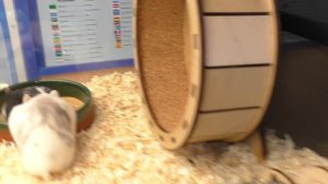 Осталось 4 хомяка / Что случилось с Орешей? / Спасение Хомяка / Alisa Easy Pets