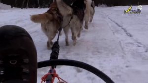 Сибирский хаски (siberian husky)