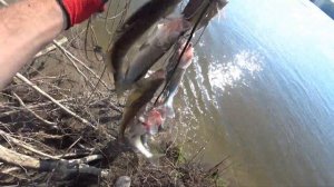 ЭТА СНАСТЬ должна быть у КАЖДОГО | Открытие нового сезона по судаку и щуке | Подбор цветов приманок