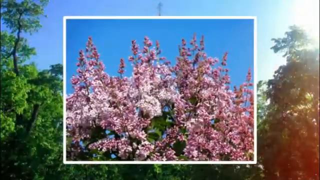 Наталья Агафонова "В прелюдии сирень звучит с рассветом" смотреть онлайн