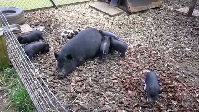 Поросята играют в царя горы  (минипиг поросята поросёнок кабанчик минипиги minipig)