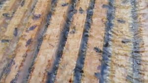 Как определить породу пчёл, по печатке или записи на улье?