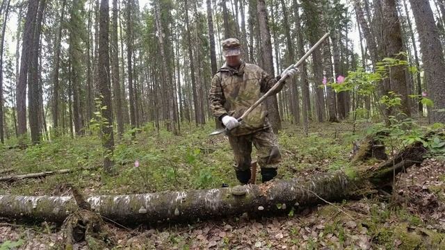 Какую осину предпочитают лоси? Почему? Изготовление порхалища от выбора места до изготовления крыши смотреть онлайн