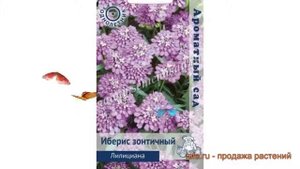 Иберис зонтичный Зонтичный Лилициана ? обзор: как сажать, семена ибериса Зонтичный Лилициана