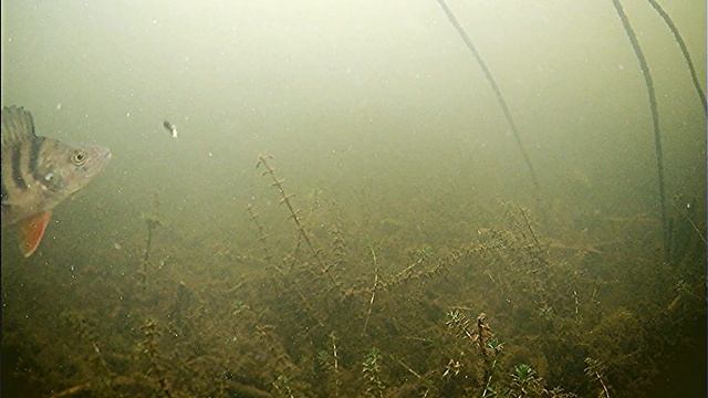 Реакция окуня на безмотылку КОЗА!!! Зимняя рыбалка. Подводные съёмки. смотреть онлайн