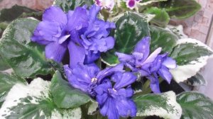 Обзор сортов фиалок . Плюсы и минусы сортов