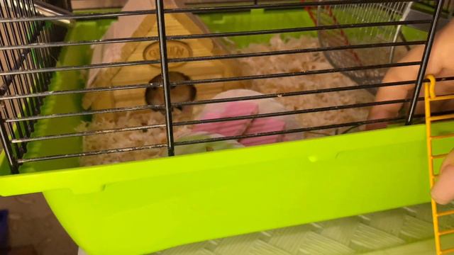 НОВЫЙ ХОМКА || СИРИЙСКИЙ ИЛИ ДЖУНГАРСКИЙ?! смотреть онлайн