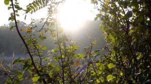 Осень в лесу Расслабляющие звуки леса, пение птиц, звуки природы 2022