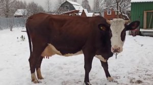 Корова 5 месяцев стельности 15 литров МОЛОКА в сутки! Рацион кормления! Вывели всех на прогулку!
