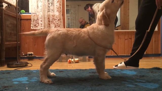 Тренировка щенка к выставке. Выставочная стойка. Training a puppy for exhibition. смотреть онлайн